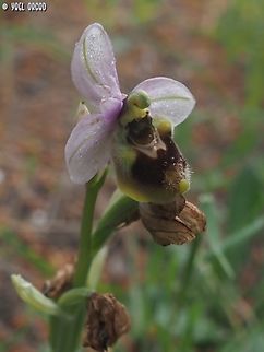 Ophrys tenthredinifera ssp. Neglecta  Geotagged,Italy,Ophrys tenthredinifera,Sawfly Orchid,Spring