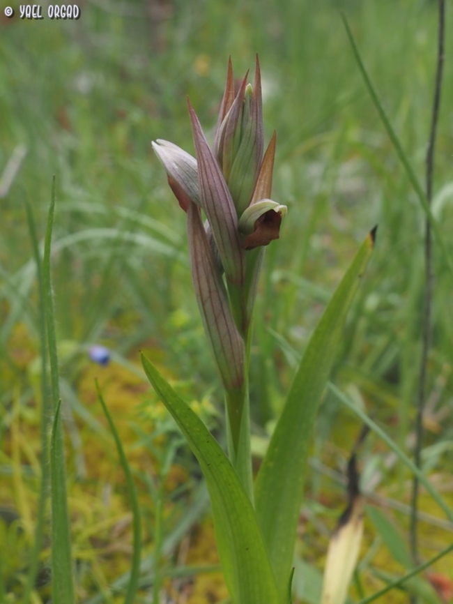 Serapias parviflora  Geotagged,Italy,Lesser Tongue-Orchid,Serapias parviflora,Spring
