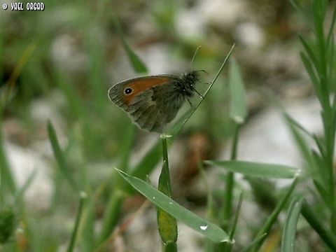 Coenonympha pamphilus  Coenonympha pamphilus,Geotagged,Italy,Small Heath,Spring