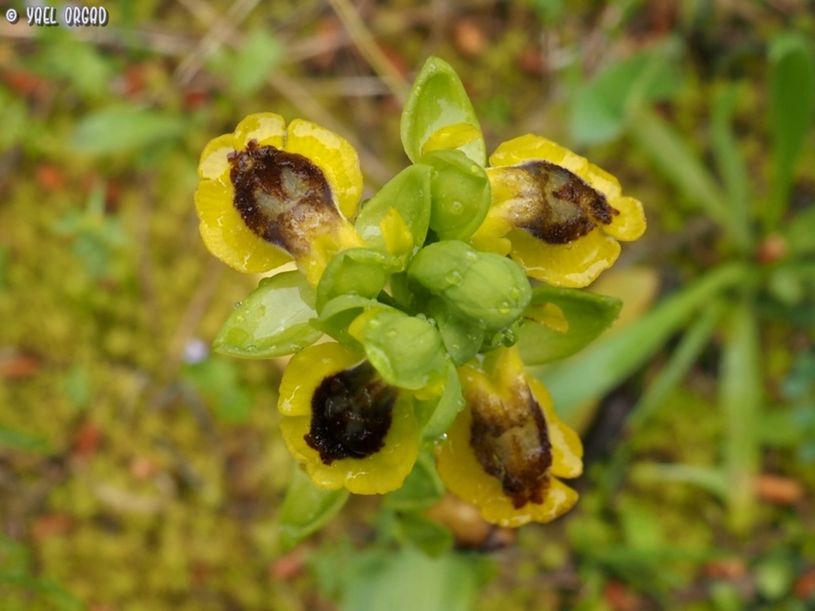 Ophrys lutea  Geotagged,Italy,Ophrys lutea,Spring,Yellow Bee-orchid