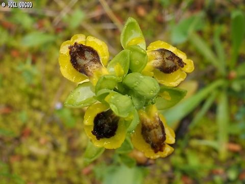 Ophrys lutea  Geotagged,Italy,Ophrys lutea,Spring,Yellow Bee-orchid