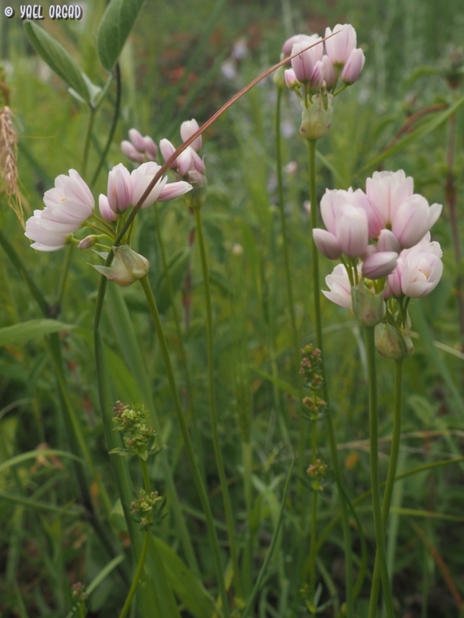 Allium roseum  Allium roseum,Geotagged,Italy,Rosy garlic,Spring