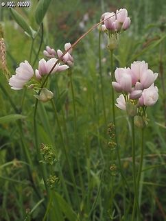 Allium roseum  Allium roseum,Geotagged,Italy,Rosy garlic,Spring