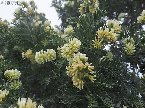 Anthyllis barba-jovis  Anthyllis barba-jovis,Geotagged,Italy,Jupiter's Beard,Spring