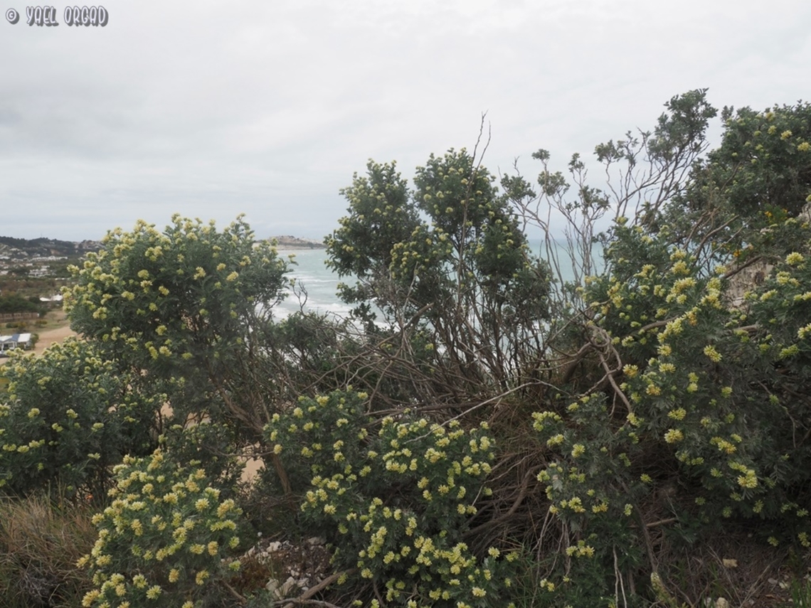 Anthyllis barba-jovis With Vieste in the background Anthyllis barba-jovis,Geotagged,Italy,Jupiter's Beard,Spring