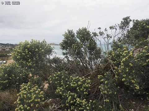 Anthyllis barba-jovis With Vieste in the background Anthyllis barba-jovis,Geotagged,Italy,Jupiter's Beard,Spring
