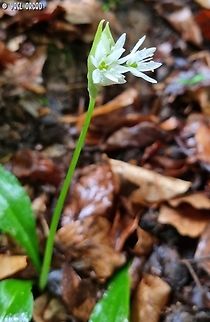 Allium ursinum  Allium ursinum,Allium_ursinum,Geotagged,Italy,Spring