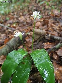 Allium ursinum  Allium ursinum,Allium_ursinum,Geotagged,Italy,Spring