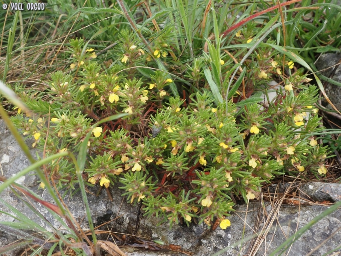 Ajuga chamaepitys  Ajuga chamaepitys,Geotagged,Italy,Spring,Yellow Bugle