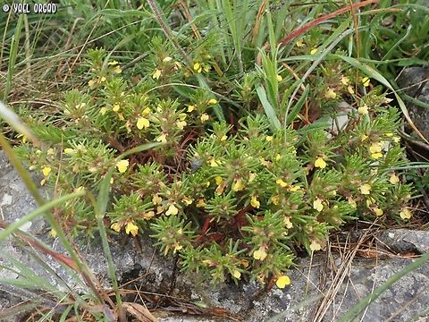 Ajuga chamaepitys  Ajuga chamaepitys,Geotagged,Italy,Spring,Yellow Bugle