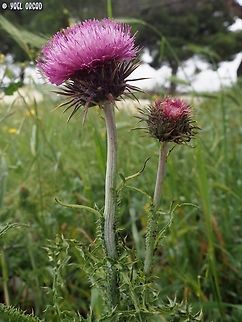 Carduus nutans  Carduus nutans,Geotagged,Italy,Musk thistle,Spring