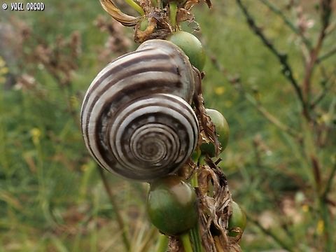 Eobania vermiculata  Chocolate-band Snail,Eobania vermiculata,Geotagged,Italy,Spring