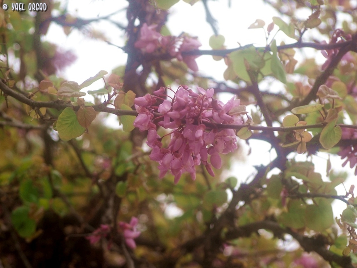 Cercis siliquastrum  Cercis siliquastrum,Geotagged,Italy,Judas tree,Spring
