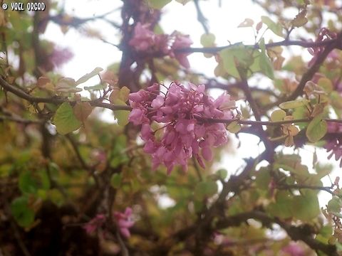 Cercis siliquastrum  Cercis siliquastrum,Geotagged,Italy,Judas tree,Spring