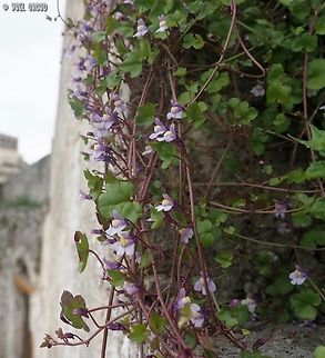 Cymbalaria muralis  Cymbalaria muralis,Geotagged,Italy,Ivy-leaved Toadflax,Spring