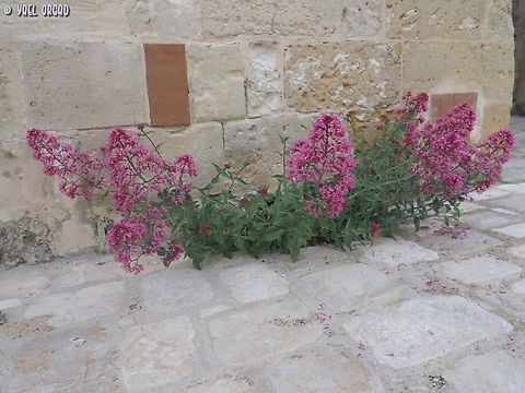 Red Valerian in cracks at Matera  Centranthus ruber,Geotagged,Italy,Red valerian,Spring