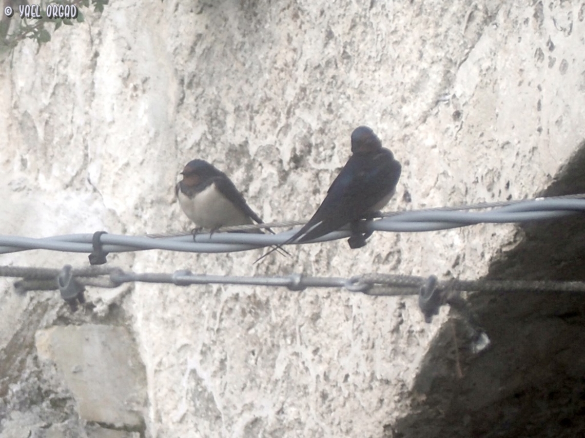 Barn Swallows  Barn Swallow,Geotagged,Hirundo rustica,Italy,Spring