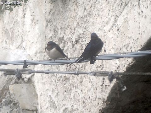 Barn Swallows  Barn Swallow,Geotagged,Hirundo rustica,Italy,Spring