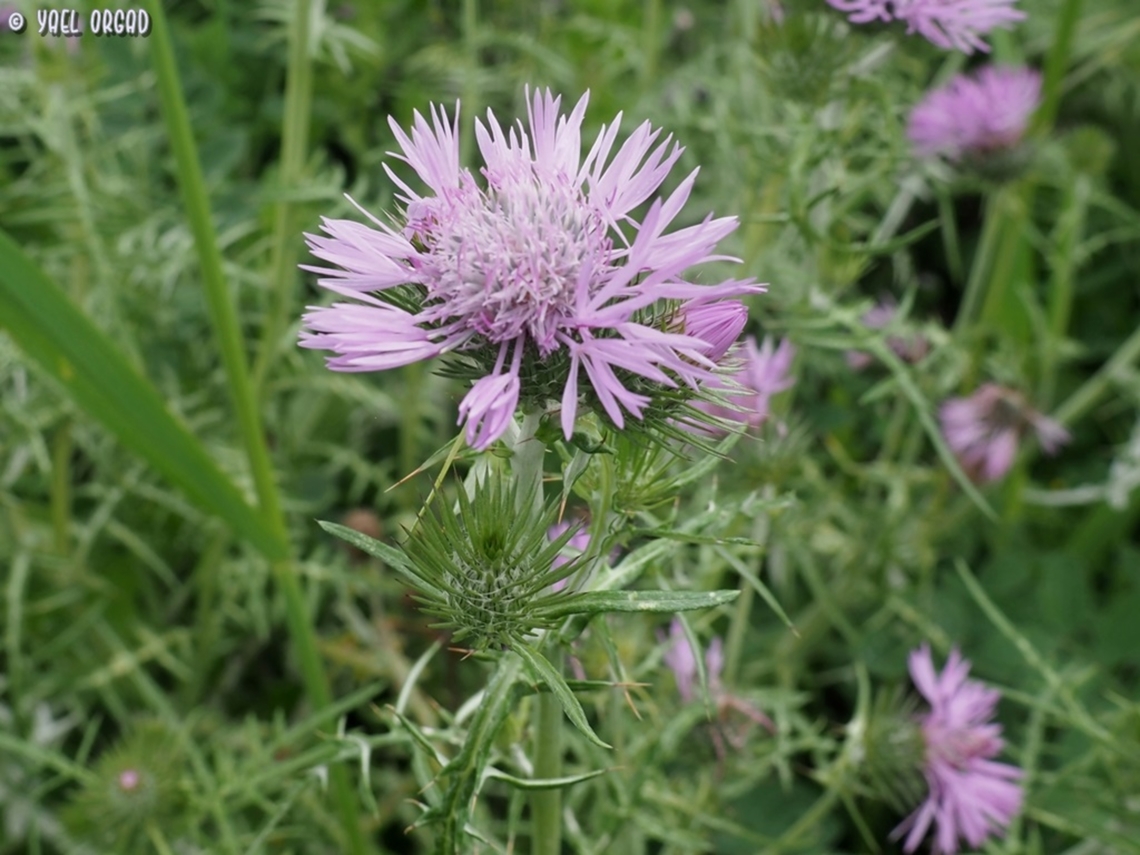Galactites tomentosus  Galactites tomentosus,Geotagged,Italy,Purple milk thistle,Spring