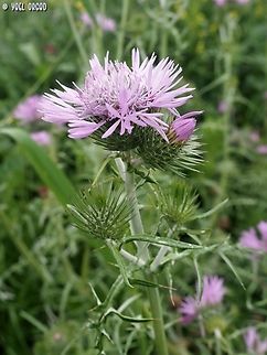 Galactites tomentosus  Galactites tomentosus,Geotagged,Italy,Purple milk thistle,Spring