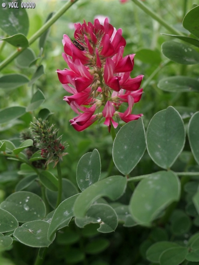 Sulla coronaria with this beautiful legume, I think I finished all my Italian flora... and it's already a month and a half of pictures since I got home...  French Honeysuckle,Geotagged,Italy,Spring,Sulla coronaria