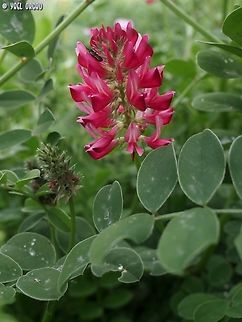 Sulla coronaria with this beautiful legume, I think I finished all my Italian flora... and it's already a month and a half of pictures since I got home...  French Honeysuckle,Geotagged,Italy,Spring,Sulla coronaria