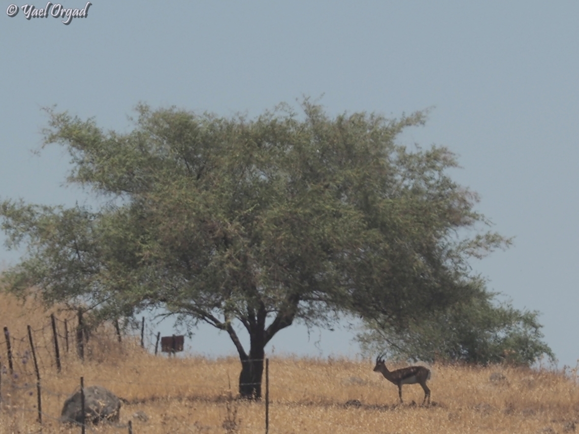 Israeli Gazelle Gazella gazella ssp. gazella - the Israeli subspecies of the mountain gazelle. <br />
Standing in the shade of Faidherbia albida - a tree which is rare in Israel... <br />
taken from a looong distance...  Faidherbia albida,Gazella gazella,Geotagged,Israel,Mountain gazelle,Spring