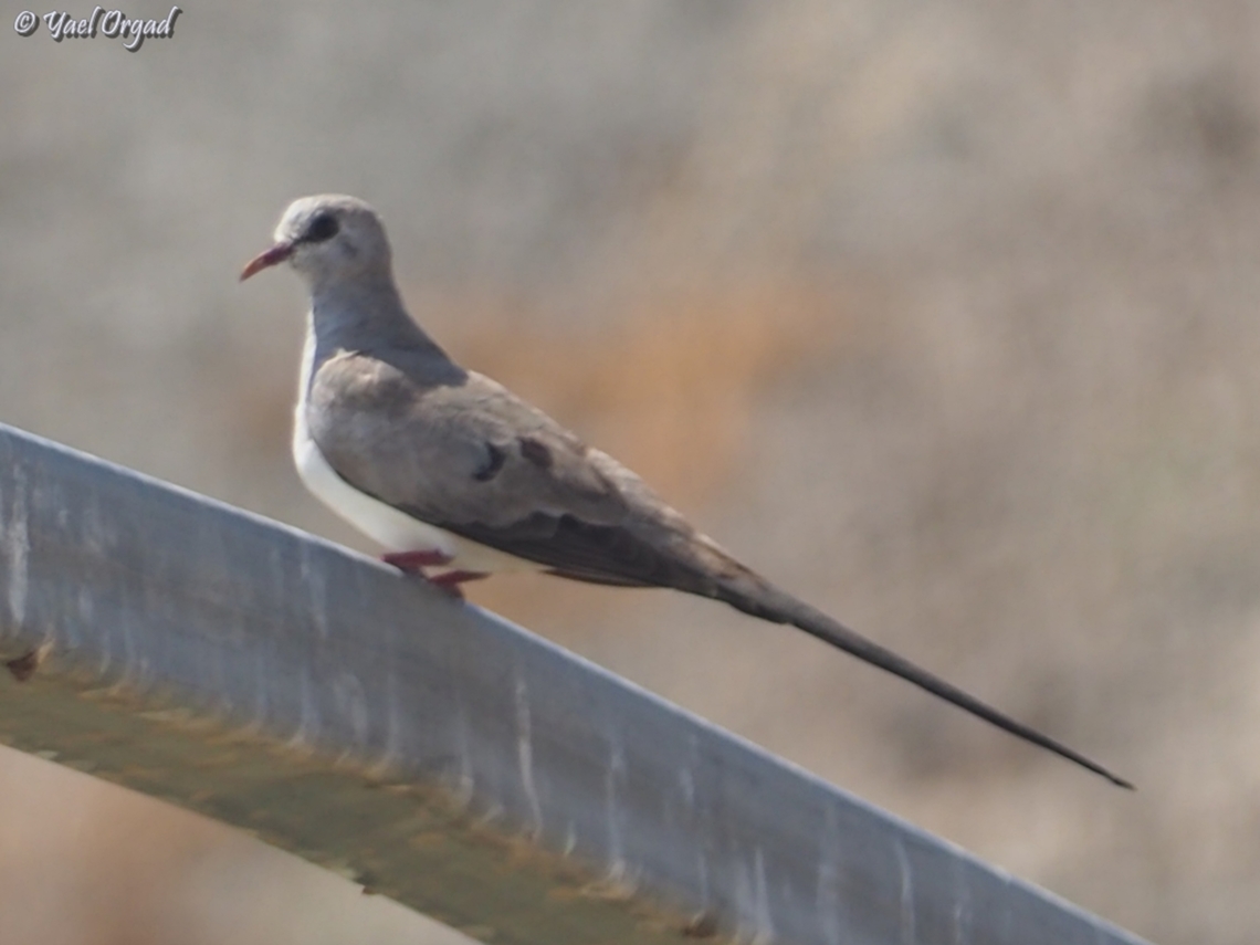 Namaqua Dove - Oena capensis my first ever encounter with this small and very lovely dove!  Geotagged,Israel,Namaqua Dove,Oena capensis,Spring