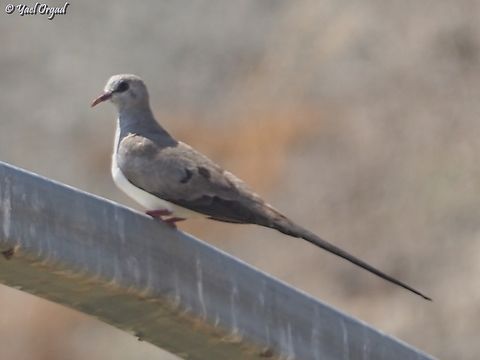 Namaqua Dove - Oena capensis my first ever encounter with this small and very lovely dove!  Geotagged,Israel,Namaqua Dove,Oena capensis,Spring