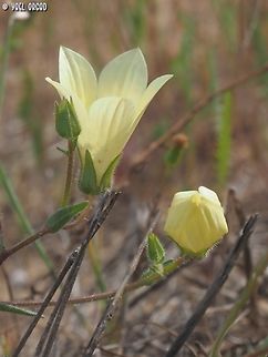Campanula sulphurea  Campanula sulphurea,Geotagged,Israel,Spring