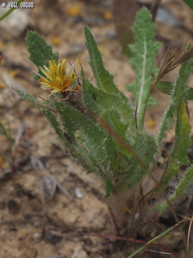 Centaurea benedicta  Cnicus,Cnicus benedictus,Geotagged,Israel,Spring