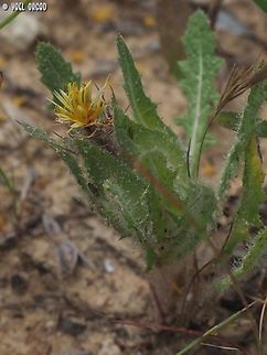 Centaurea benedicta  Cnicus,Cnicus benedictus,Geotagged,Israel,Spring