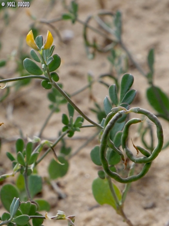Coronilla repanda  Coronilla repanda,Geotagged,Israel,Spring