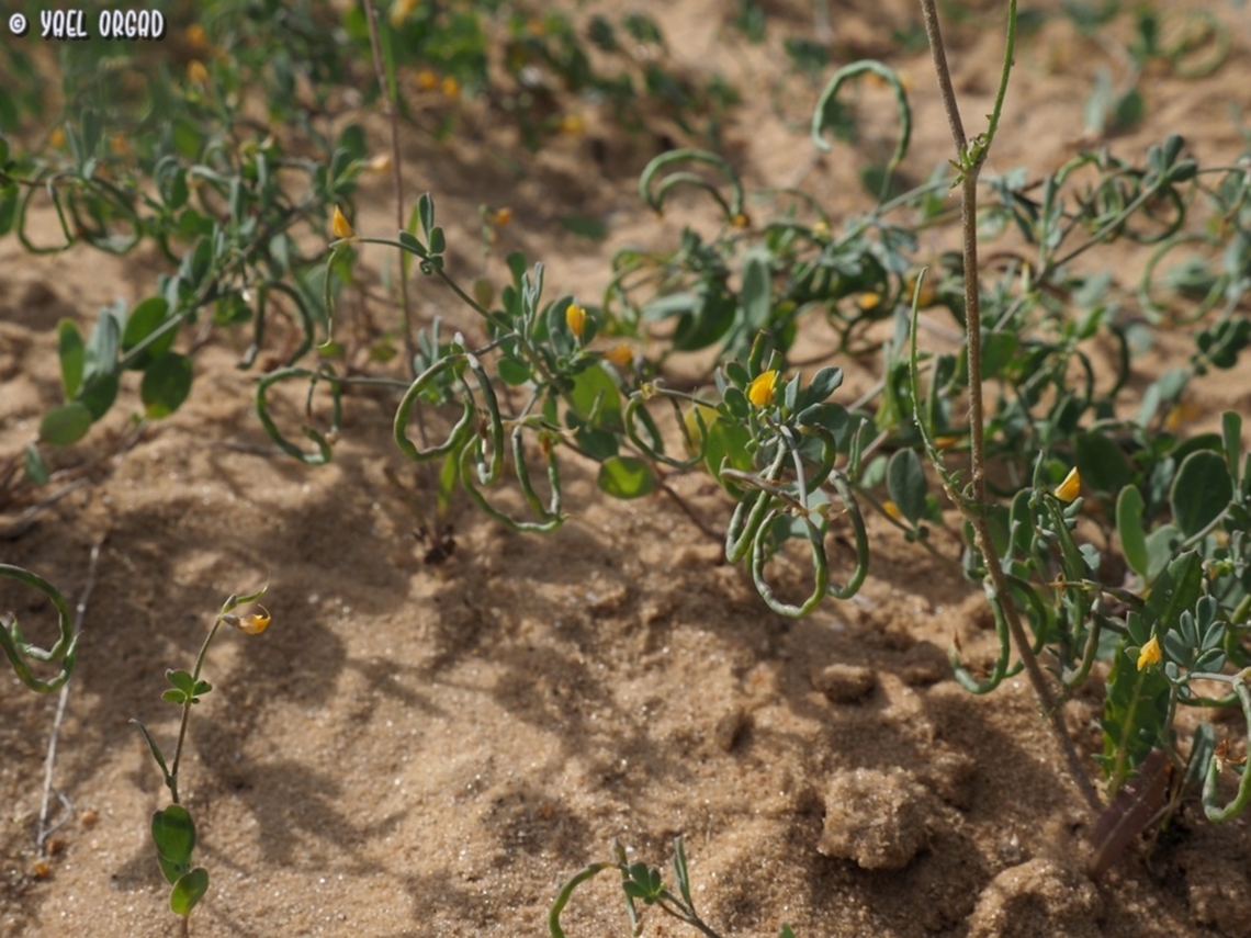 Coronilla repanda  Coronilla repanda,Geotagged,Israel,Spring