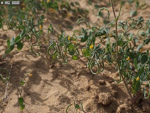Coronilla repanda  Coronilla repanda,Geotagged,Israel,Spring