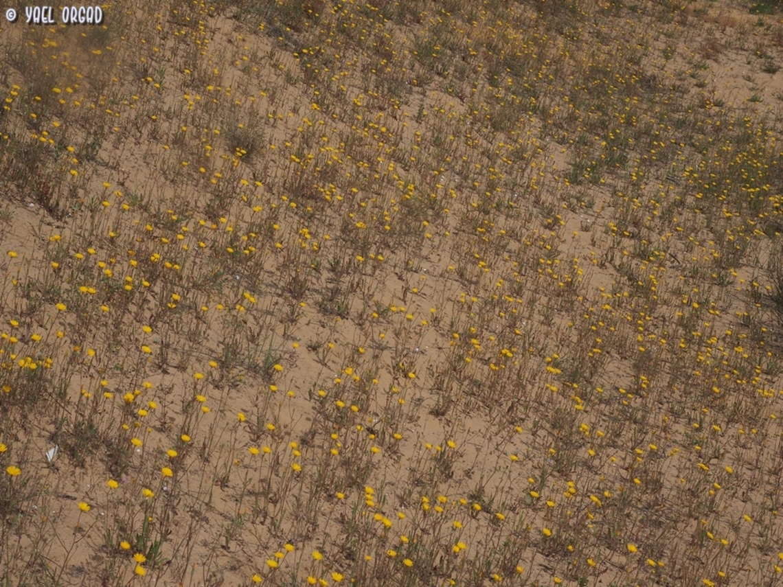 Crepis aculeata  Crepis aculeata,Geotagged,Israel,Spring