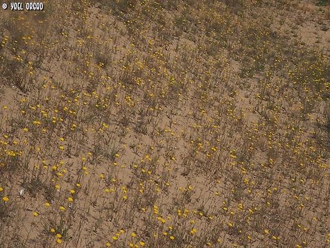 Crepis aculeata  Crepis aculeata,Geotagged,Israel,Spring