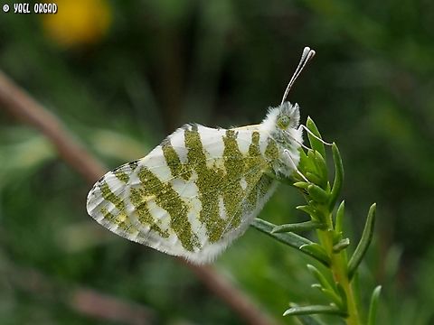 Euchloe belemia  Euchloe belemia,Geotagged,Green-striped White,Israel,Spring