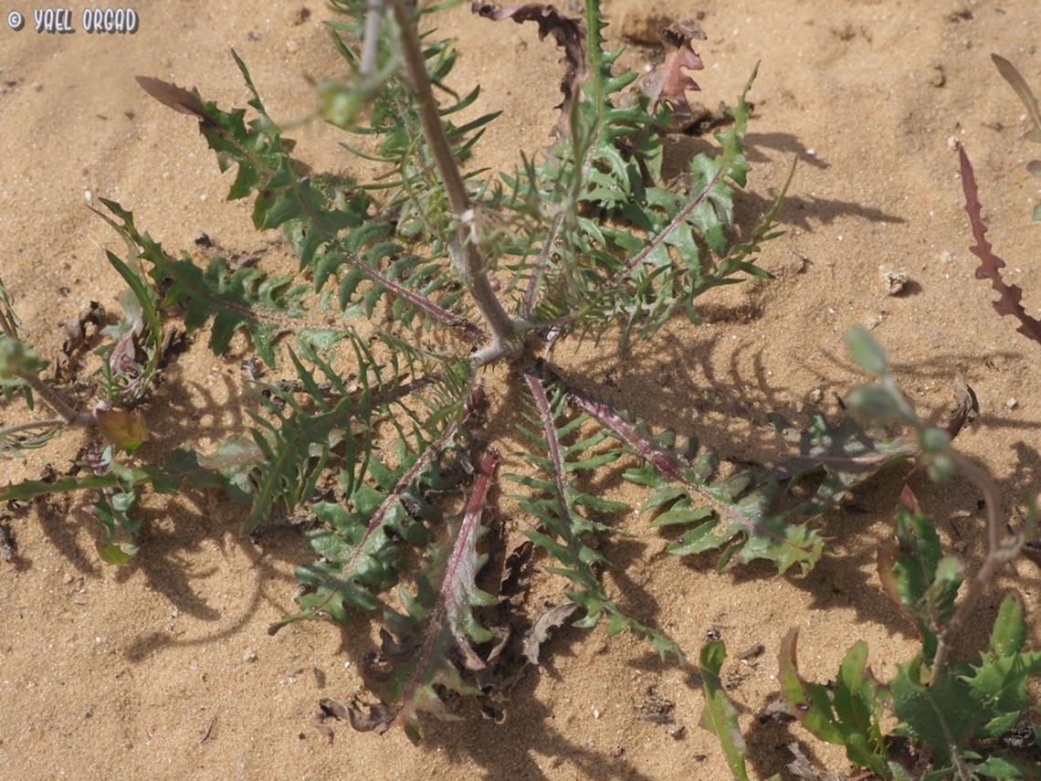 Crepis aculeata  Crepis aculeata,Geotagged,Israel,Spring