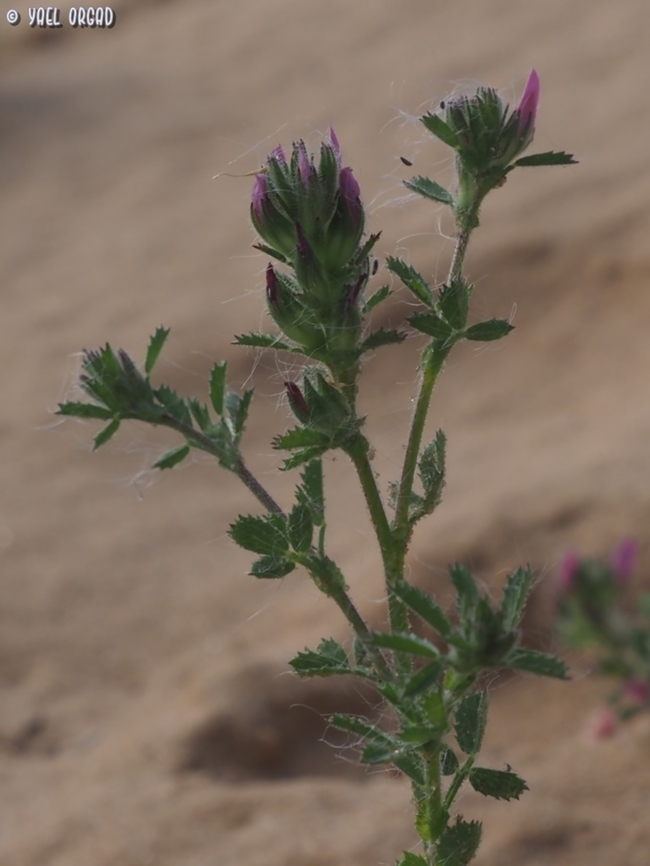 Ononis serrata  Geotagged,Israel,Ononis serrata,Spring