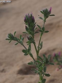 Ononis serrata  Geotagged,Israel,Ononis serrata,Spring