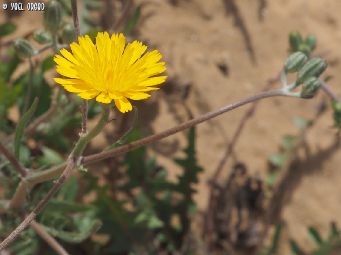Crepis aculeata  Crepis aculeata,Geotagged,Israel,Spring