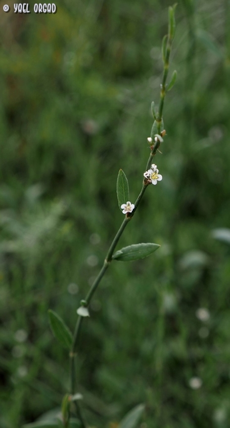 Polygonum palaestinum  Geotagged,Israel,Polygonum palaestinum,Spring