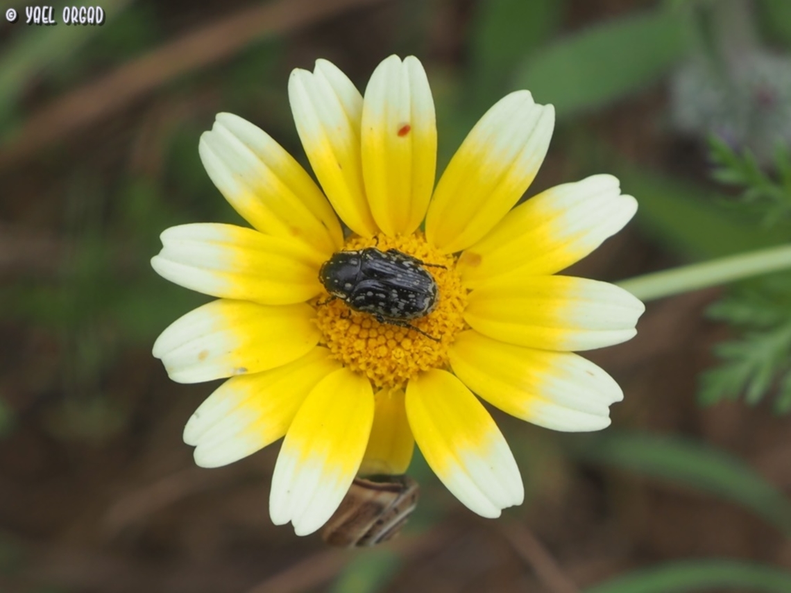 Oxythyrea abigail on Glebionis coronaria  Geotagged,Glebionis coronaria,Israel,Oxythyrea abigail,Spring