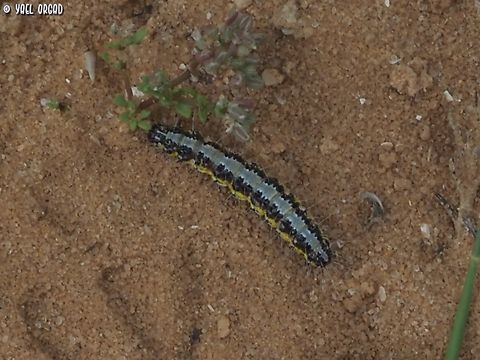 Uresiphita gilvata usually found on Retama plants.  Geotagged,Israel,Spring,Uresiphita gilvata,Wandering Sunset