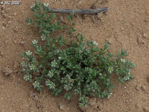 Polycarpon succulentum  Geotagged,Israel,Polycarpon succulentum,Spring
