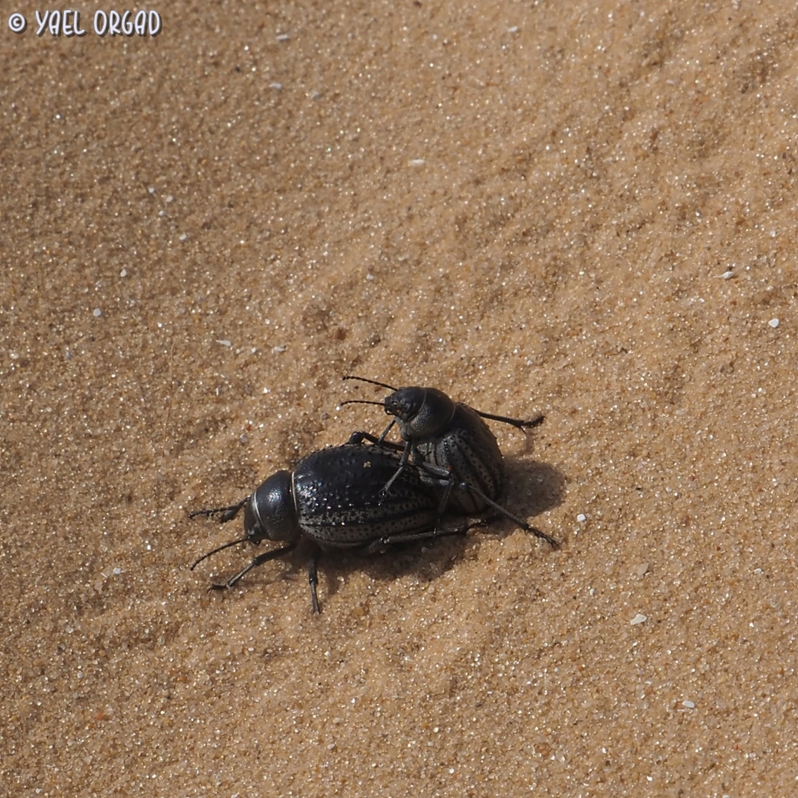"Sex on the beach" Pimelia angulata making some more Pimelia angulata in the sands....  Geotagged,Israel,Pimelia angulata,Spring