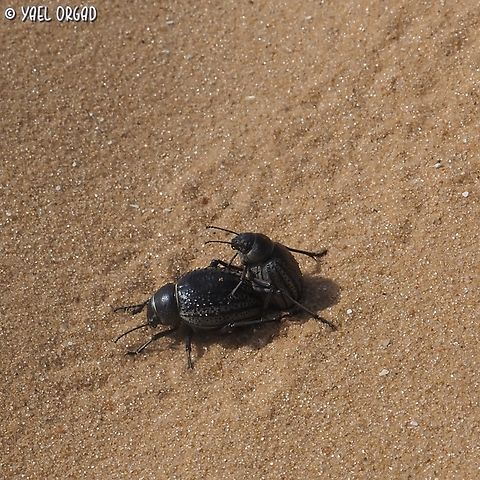 "Sex on the beach" Pimelia angulata making some more Pimelia angulata in the sands....  Geotagged,Israel,Pimelia angulata,Spring