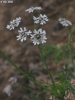 Coriandrum sativum  Coriander or cilantro,Coriandrum sativum,Geotagged,Israel,Spring
