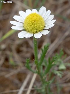 Anthemis philistea  Anthemis philistea,Geotagged,Israel,Spring